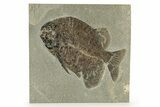 Scarce Fish Fossil (Phareodus) - Unusual Compression #251887-1